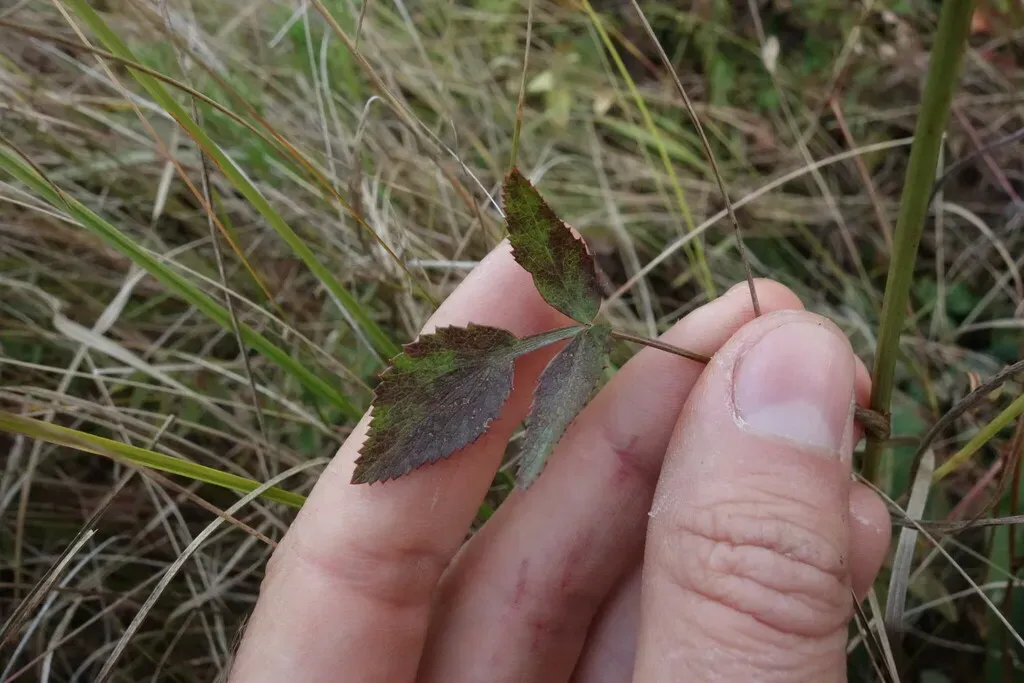 Peucedanum Latifolium