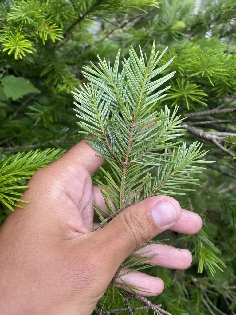 Sakhalin Fir