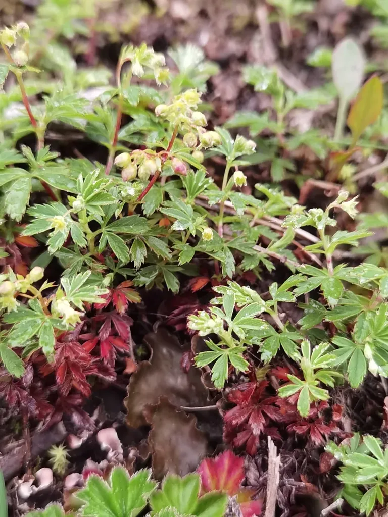 Alchemilla Procumbens