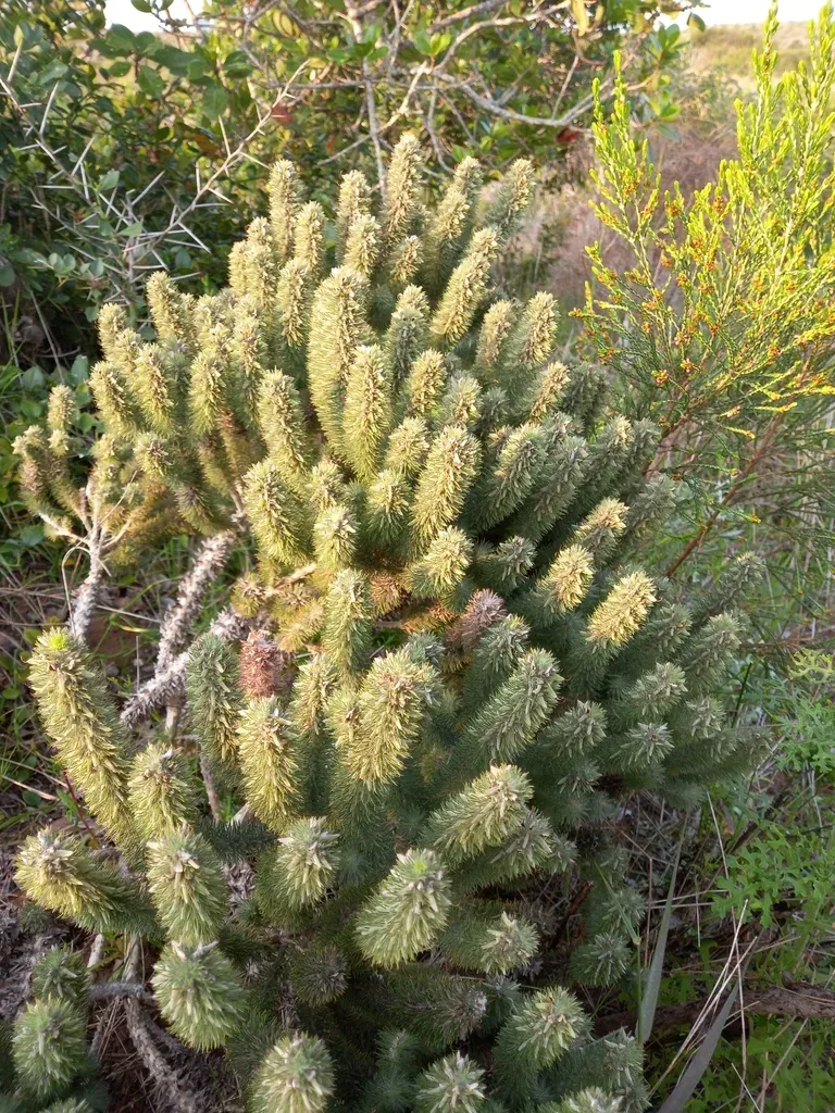 Foxtail Capegorse