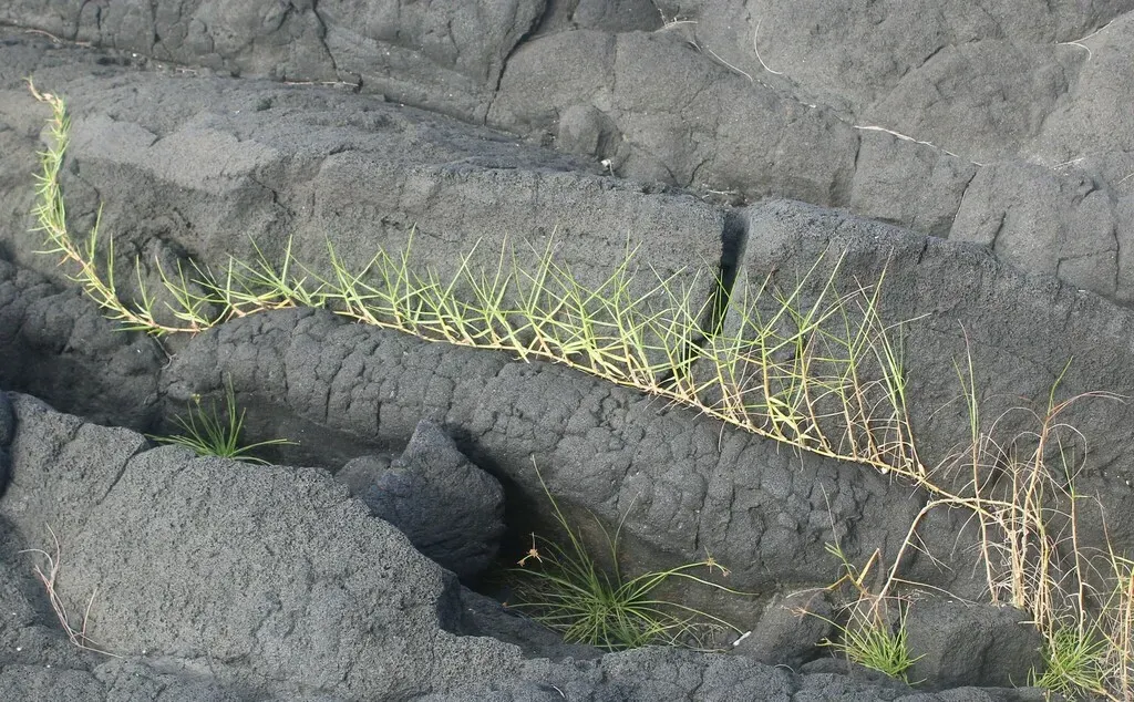 Seashore Paspalum
