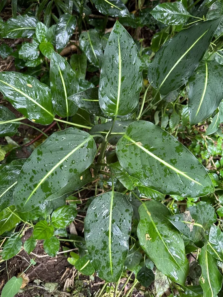 Dieffenbachia Oerstedii