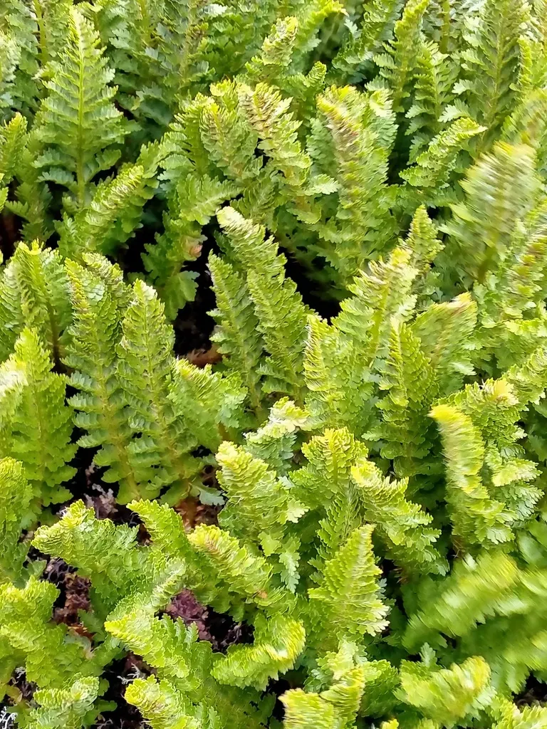 Mountain Shield Fern