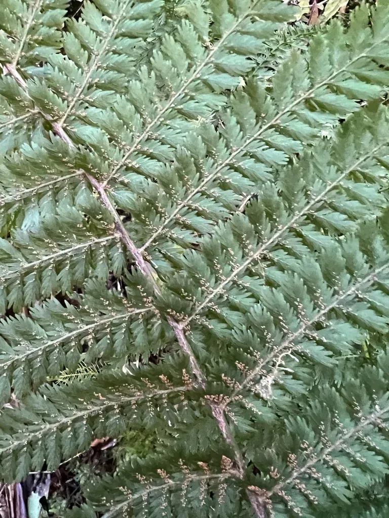 Leptopteris ×intermedia