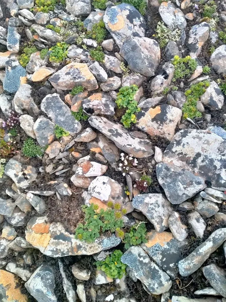 Azorella Schizeilema