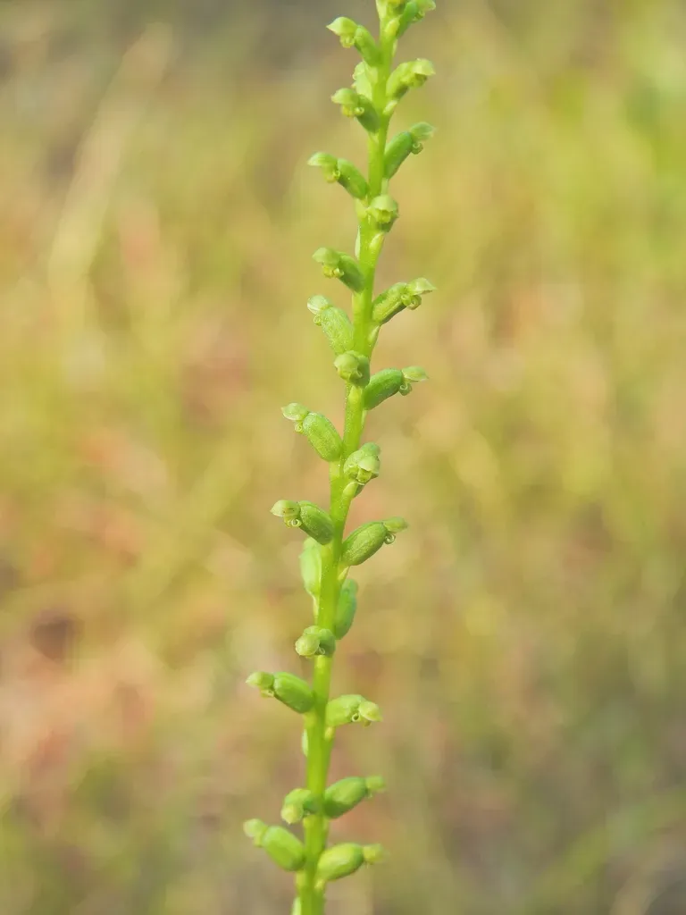 Slender Onion Orchid