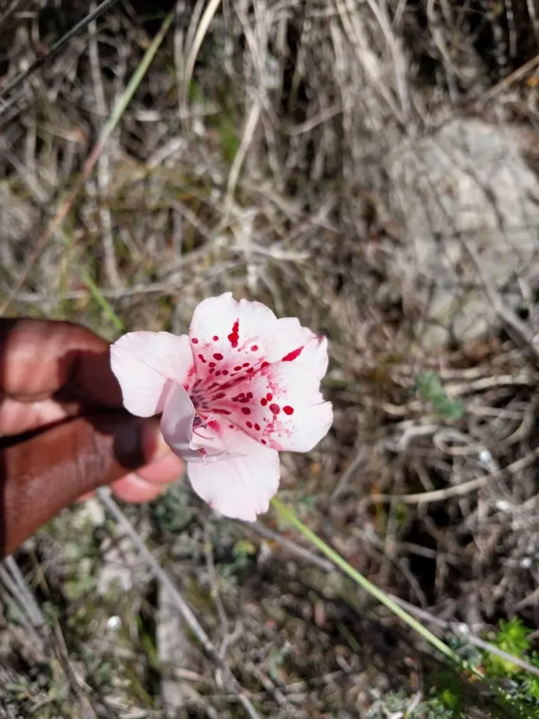 Gladiolus Variegatus