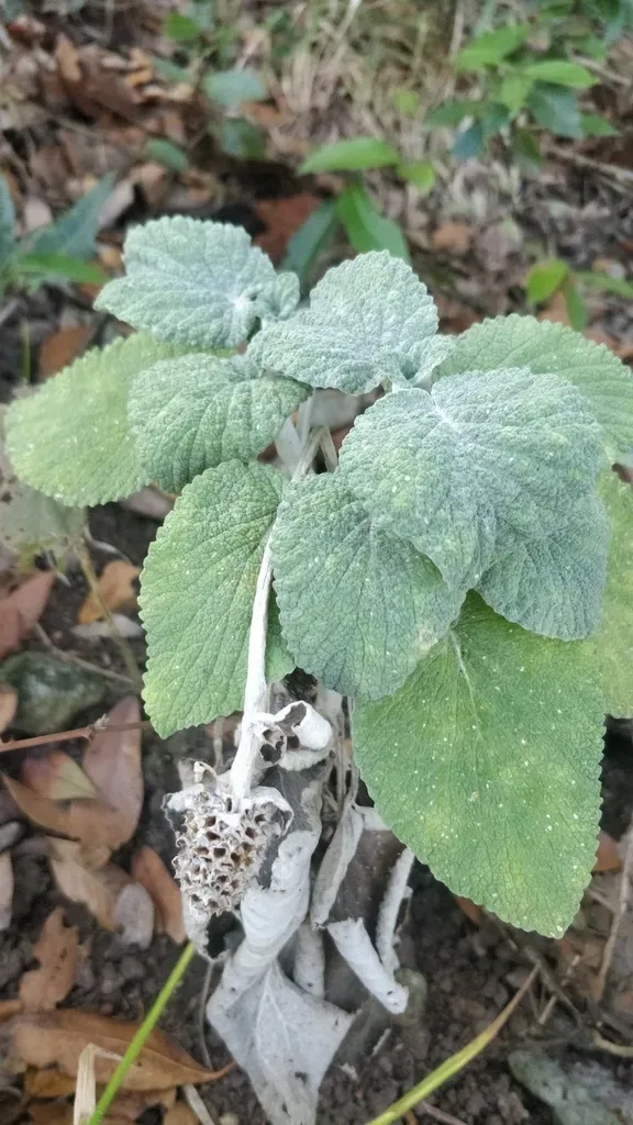 Sideritis Macrostachyos
