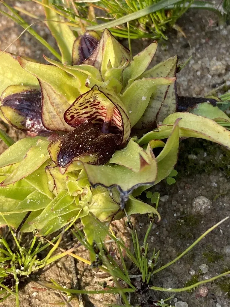 Carrion-flower Orchid