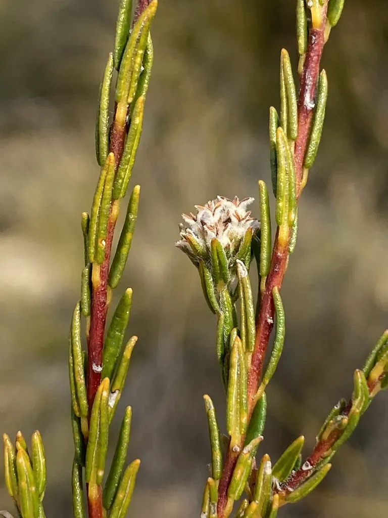 Phylica Agathosmoides