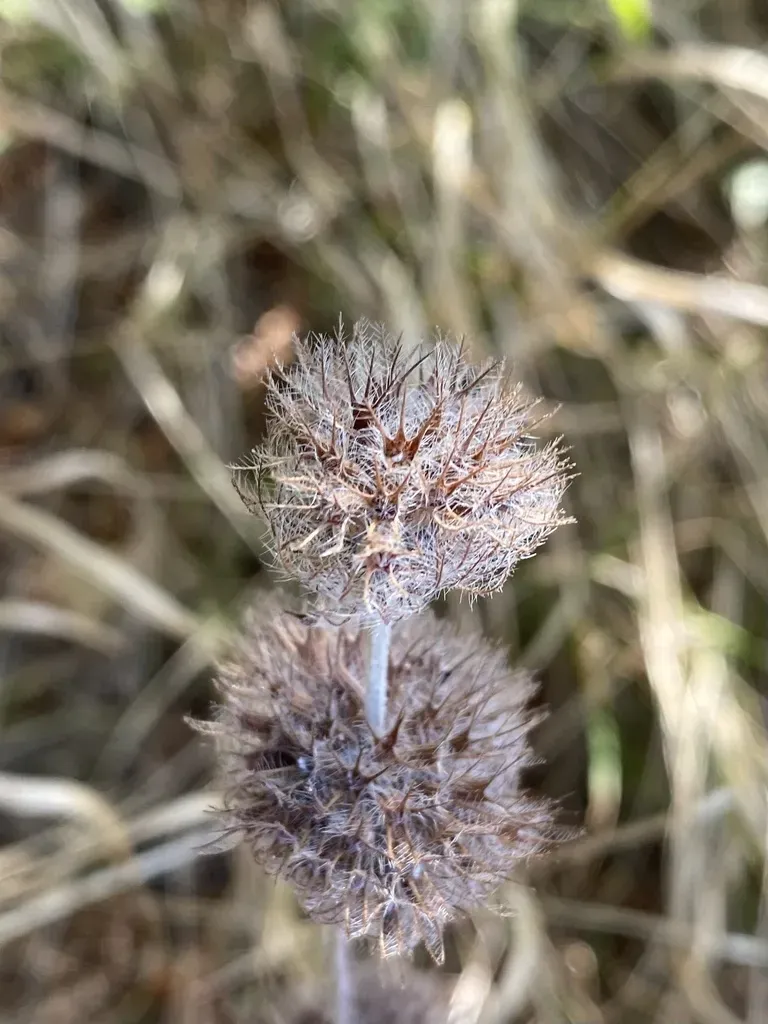 Clinopodium Caucasicum