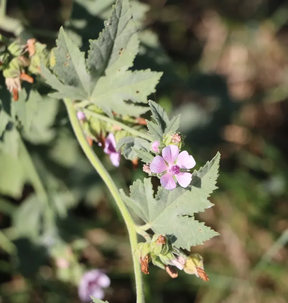 Althaea Armeniaca