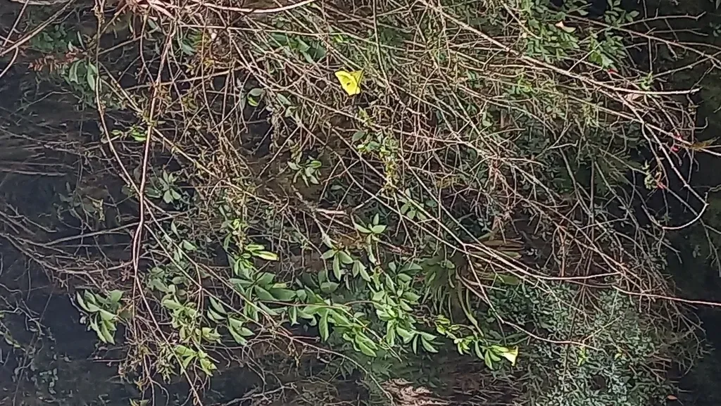 Dyssochroma Longipes