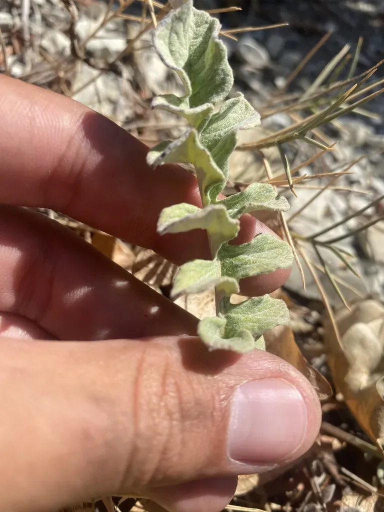 Psephellus Declinatus