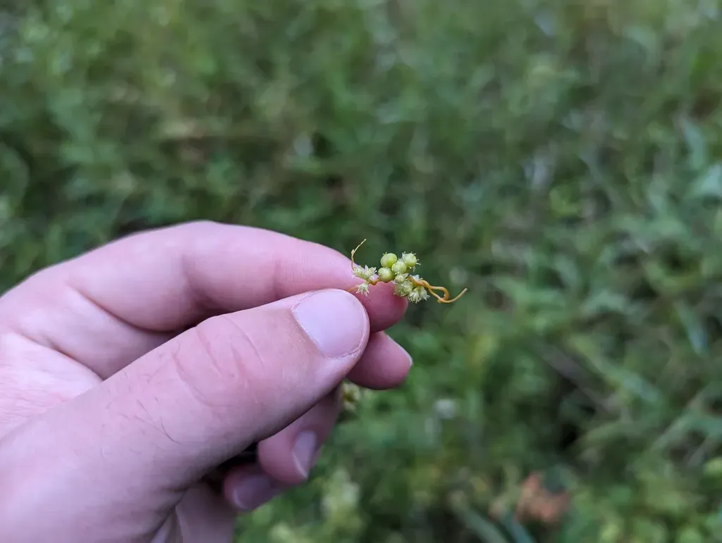 Smartweed Dodder