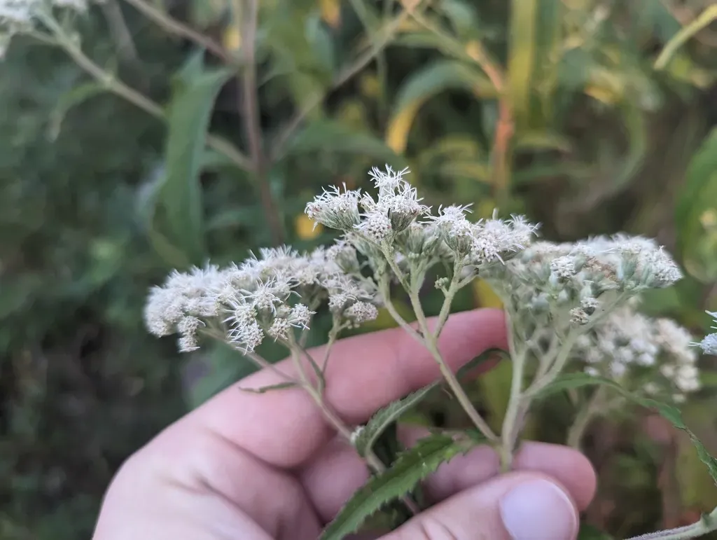 Upland Boneset