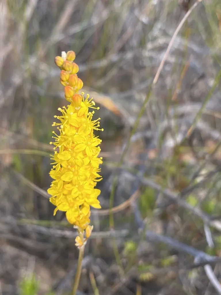Bulbinella Punctulata