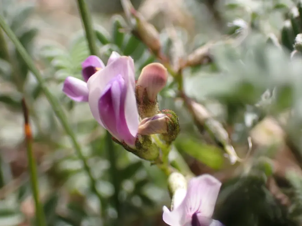 Leadville Milkvetch