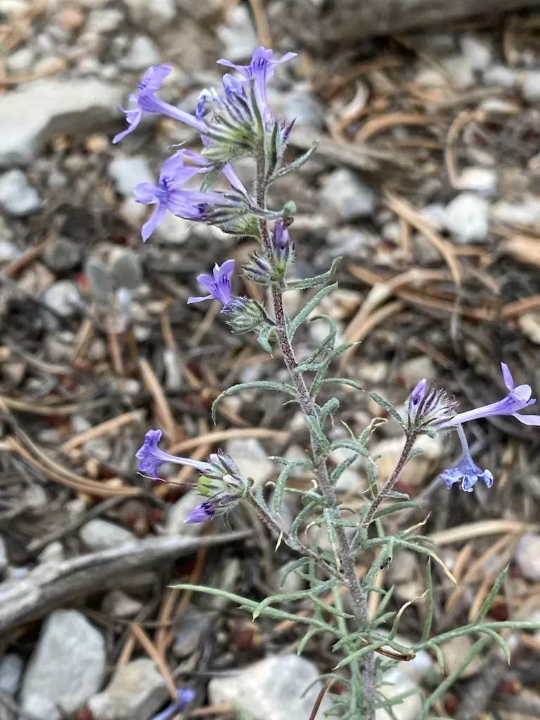Manyflowered Ipomopsis
