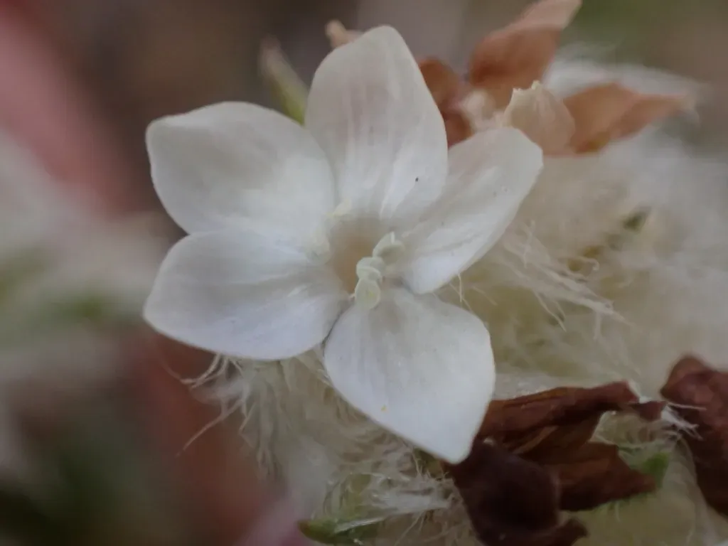 Hoosier Pass Ipomopsis