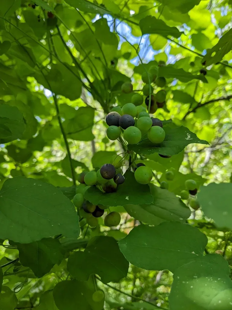 English Peak Greenbrier
