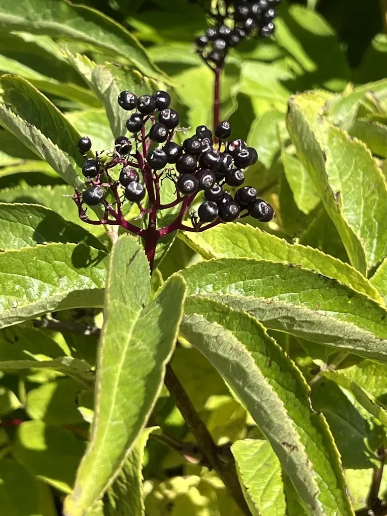 Red Elderberry