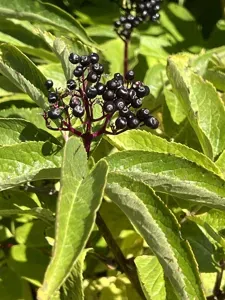 Red Elderberry