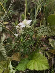 Rubus Subgothicus