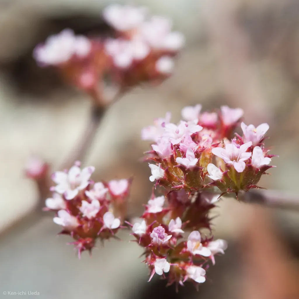 Brewer's Spineflower