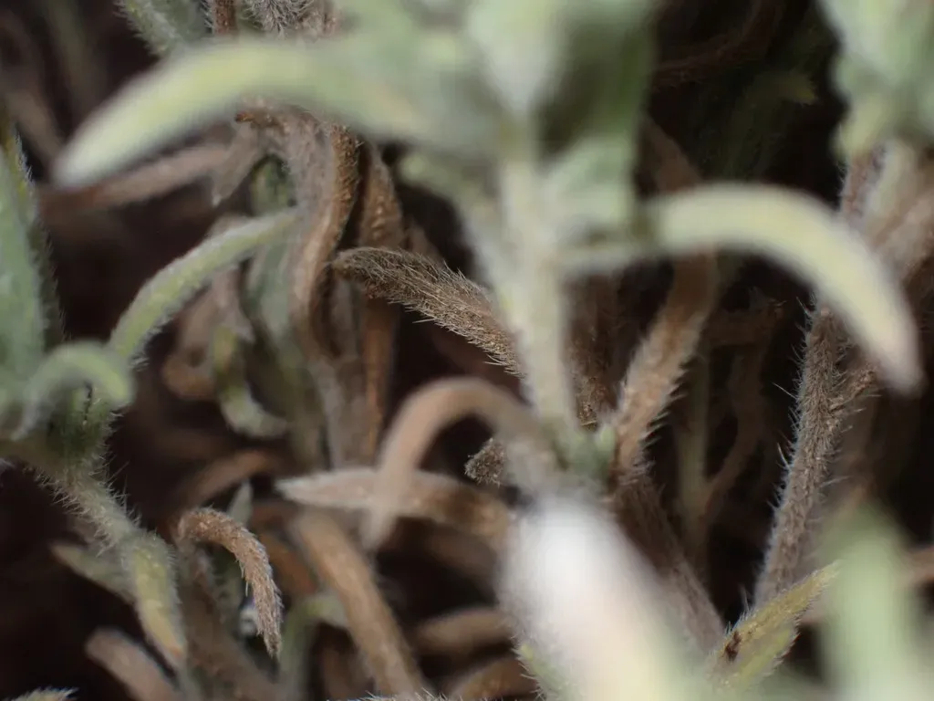 Betatakin Fiddleleaf