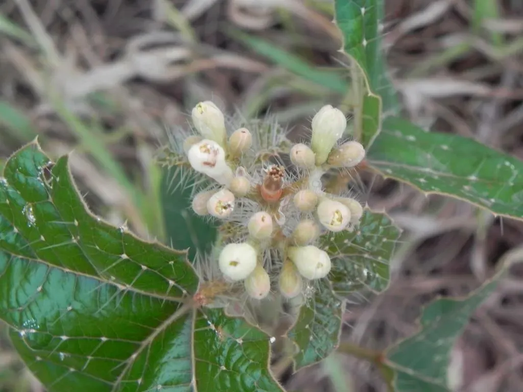 Cnidoscolus Albomaculatus