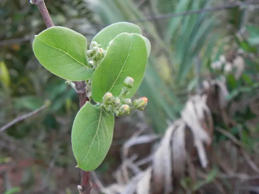 Glicophyllum Ambiguum