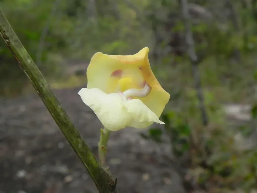 Ancistrotropis Firmula