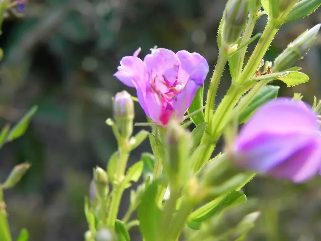 Acisanthera Alsinaefolia