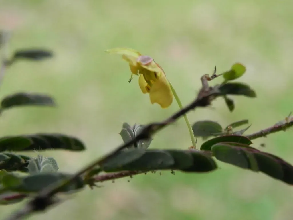 Slender Sensitive Pea