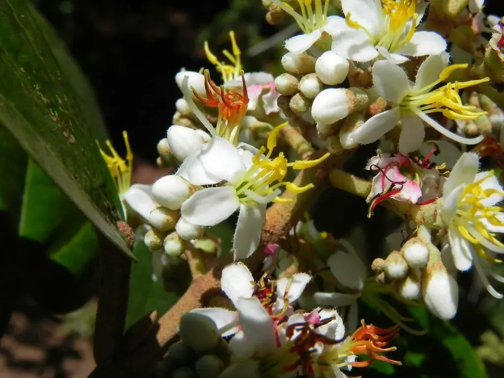 Miconia Stenostachya