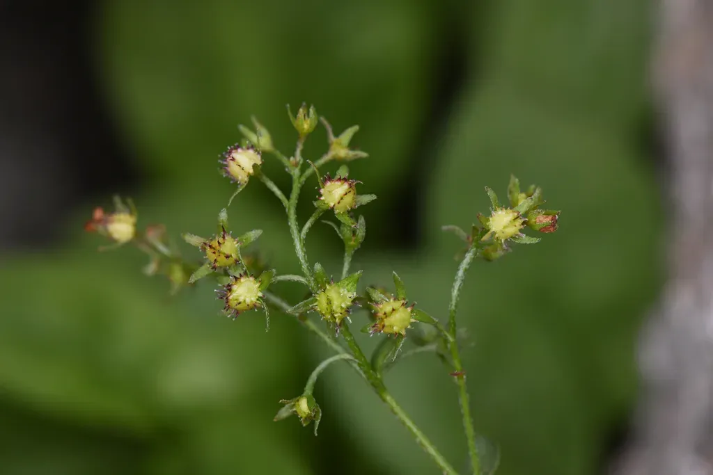 Sharsmith's Stickseed