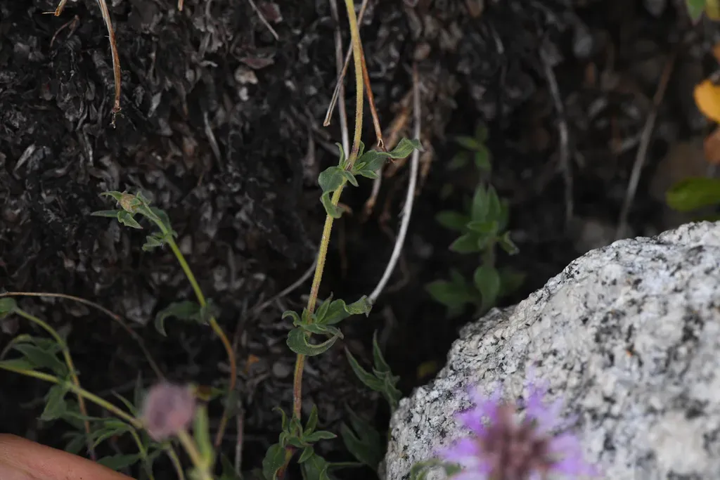 Sweet-smelling Monardella