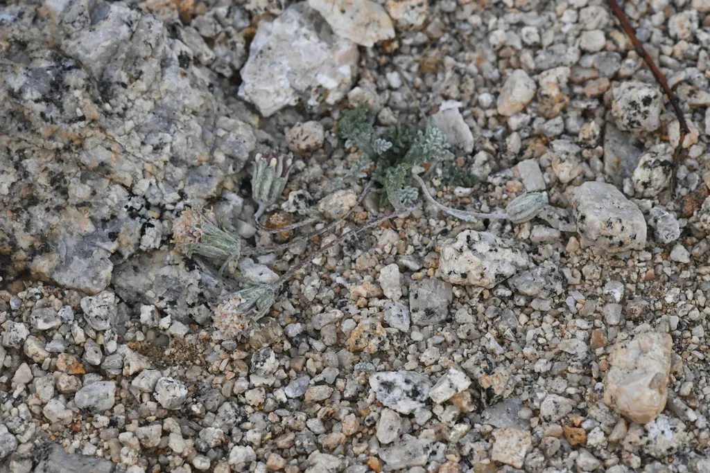 Sharsmith Pincushion