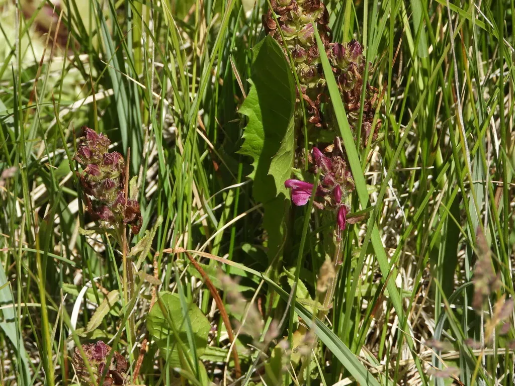 Scalloped-leaved Lousewort