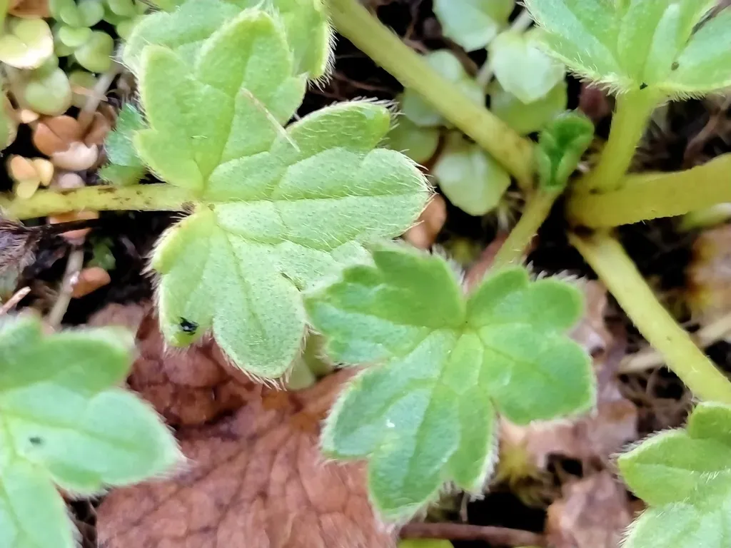 Ranunculus Subscaposus