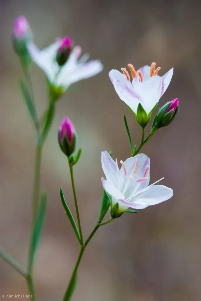 California Dwarf Flax