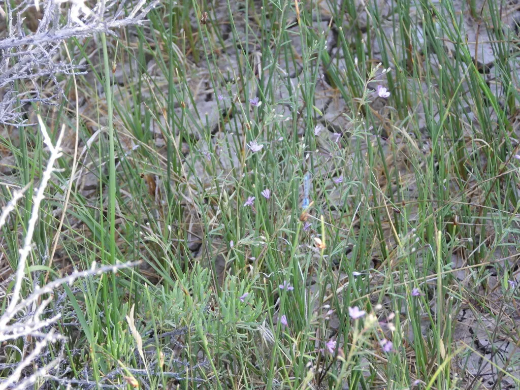 Slender Spiderflower
