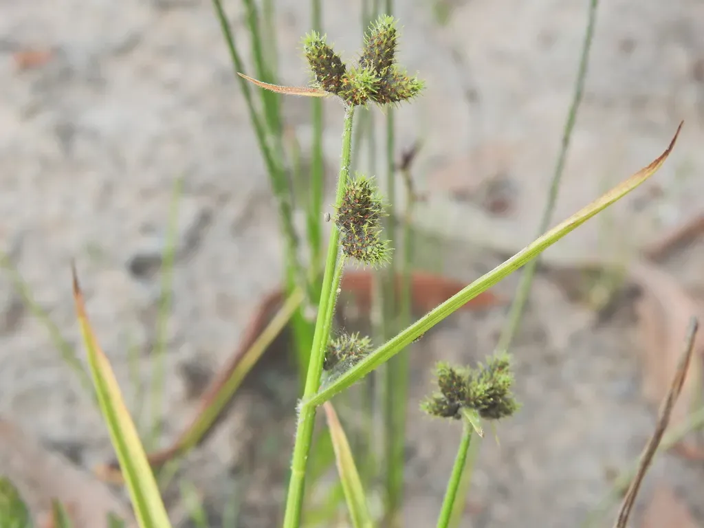Fuirena Ciliaris