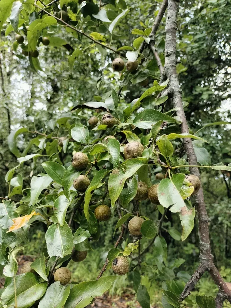 Himalayan Pear