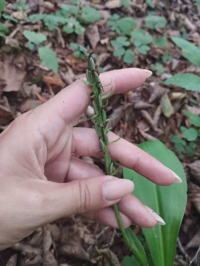 Platanthera Fuscescens
