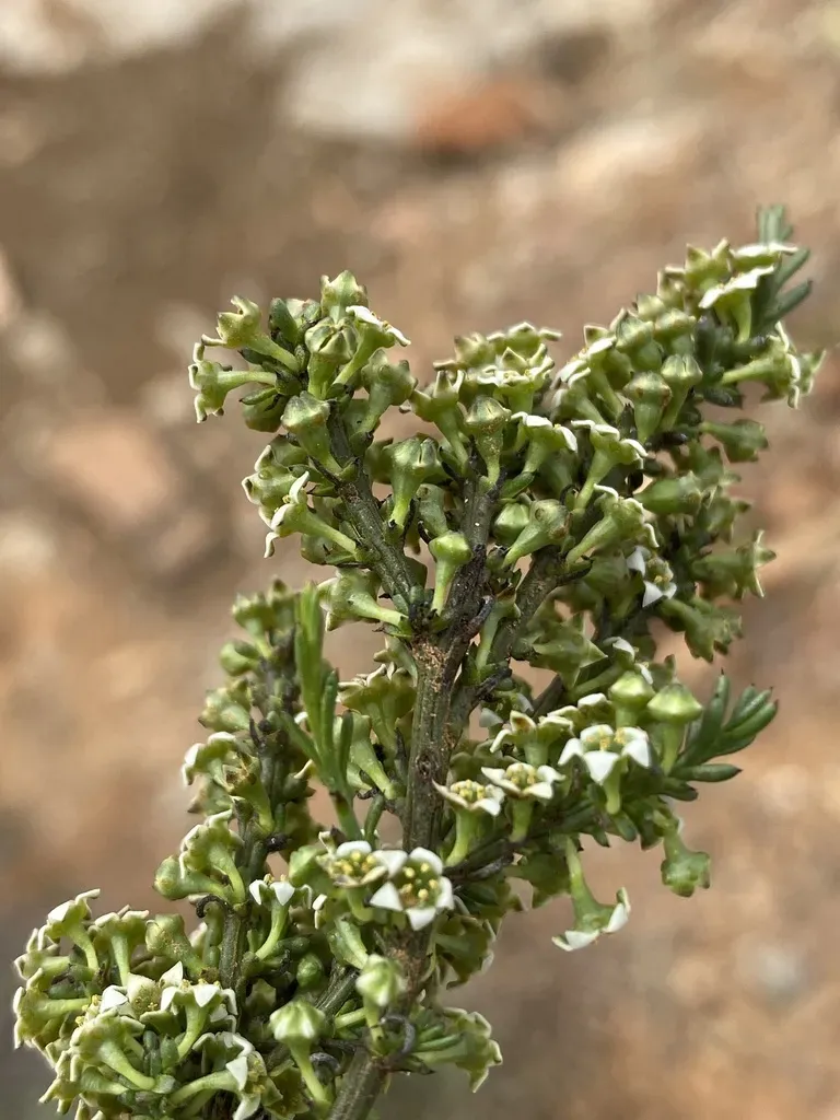 Thesium Prostratum
