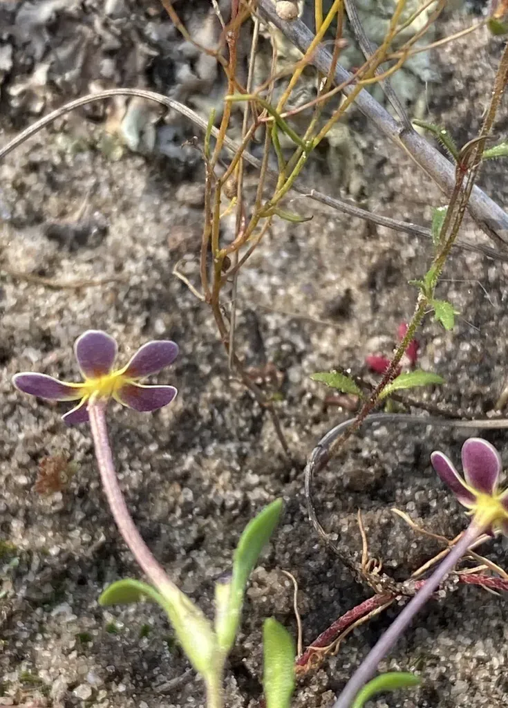 Zaluzianskya Pusilla