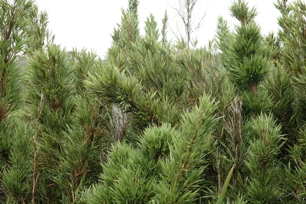 Kuruna Densifolia