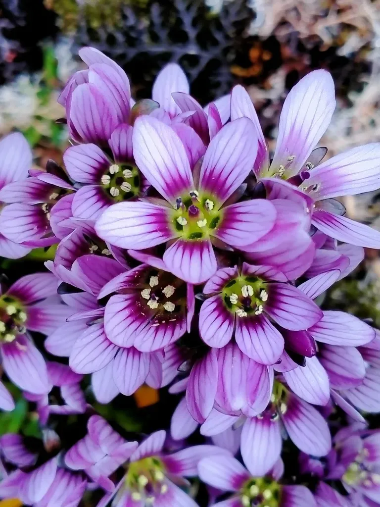 Enderby Island Gentian